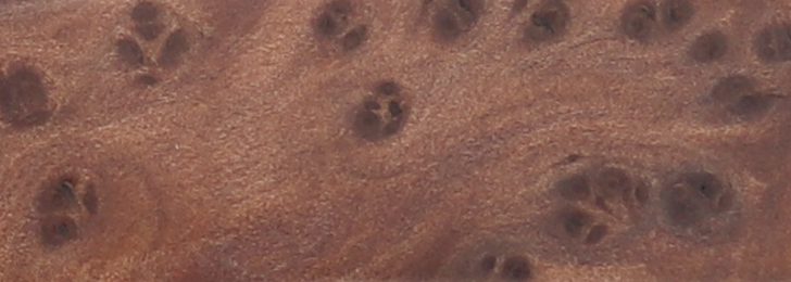 Loupe de thuya
